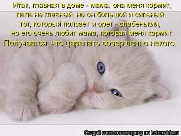 Новая котоматрица (32 фото)