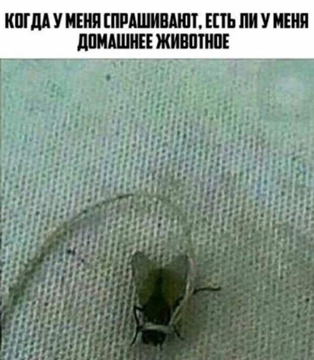 bredzona-kartinki-smeshnye-kartinki-fotoprikoly