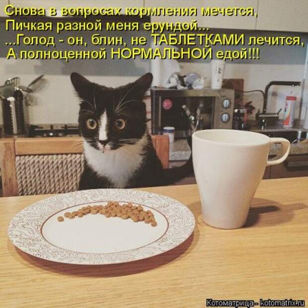 Свежая прикольная котоматрица (34 фото)