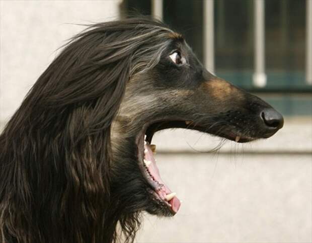 snuppy_cloned_dog01