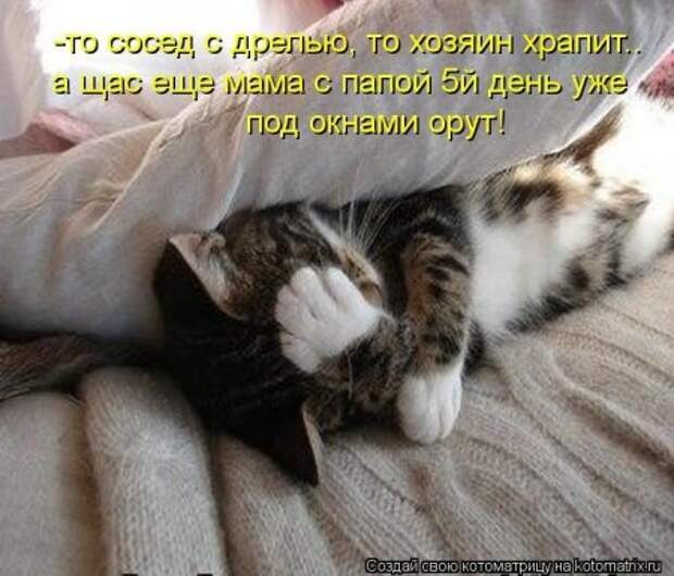 Котоматрица, прикольные коты с надписями.