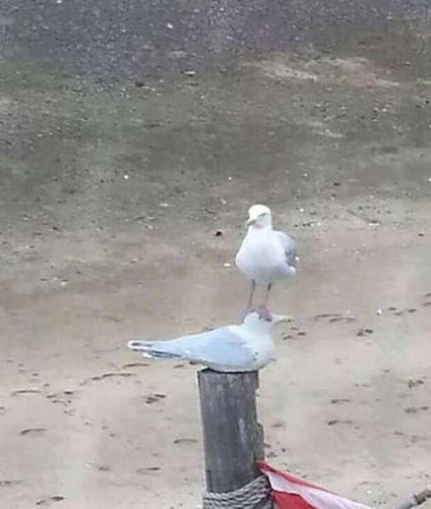 Делаю, что хочу (23 фото)