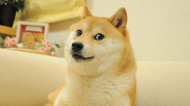 В Японии умерла собака из популярного мема Doge
