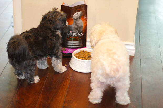 Chloe and Stella ready for a good meal