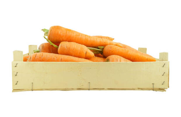 Лучше хранится морковь, убранная в возрасте 100-110 дней