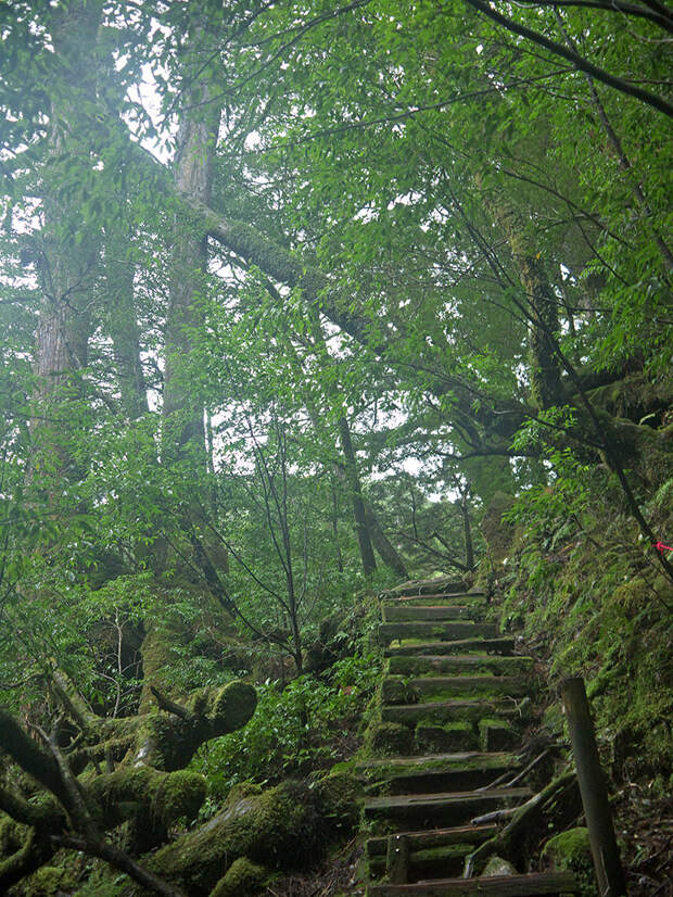 Япония, Якусима, остров, якушима, yakushima, лес, yakusugi land, кедр, мох, поход, зеленый, дерево, тропинка