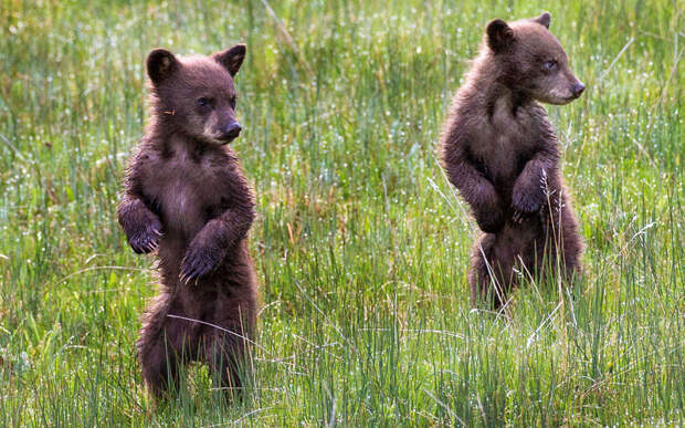 Peek-a-boo bear