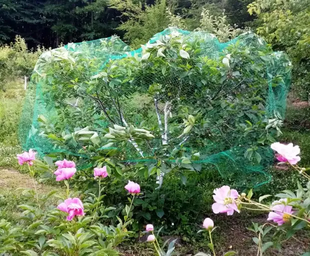 Вишня и черешня — путь к урожаю