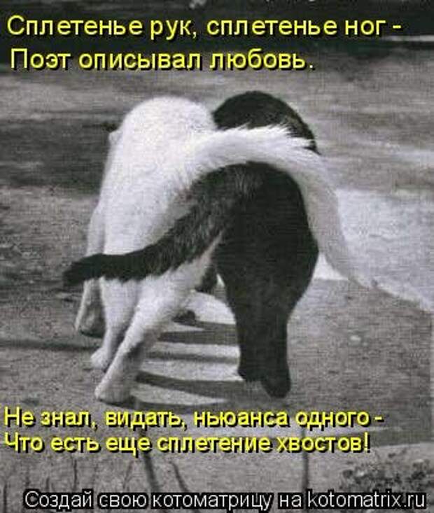 Котоматрица