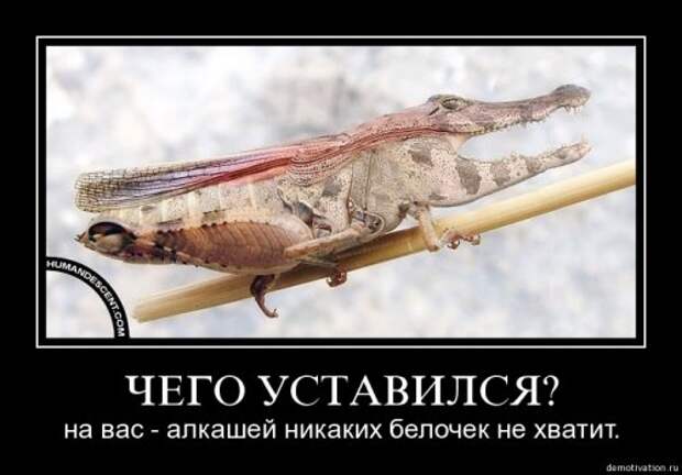 Демотиваторы-13 (50 фото)