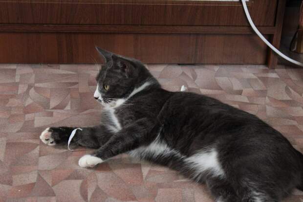 кошка