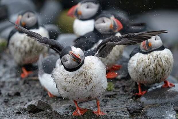 На атлантическом побережье Франции выбросило более 45 тысяч краснокнижных тупиков