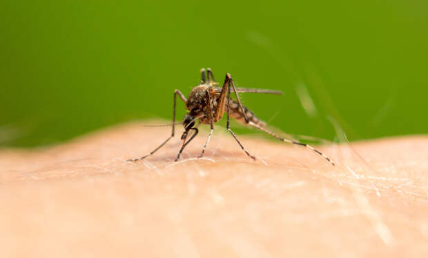 Врач предупредил о риске заражения паразитарным заболеванием от комаров