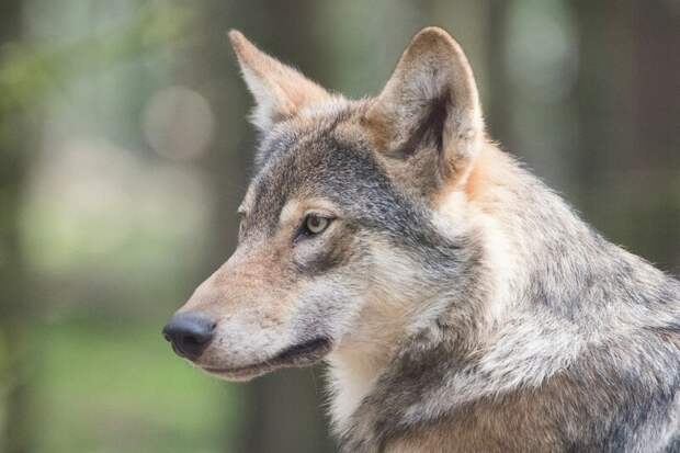 Амурским охотникам объяснили смысл запрета круглогодичной охоты на волка
