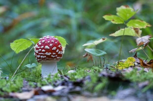 Россиян предупредили о грибах, штраф за которые может достигать ₽1 млн