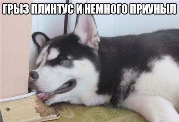 Прикольные картинки для вас (49 шт)