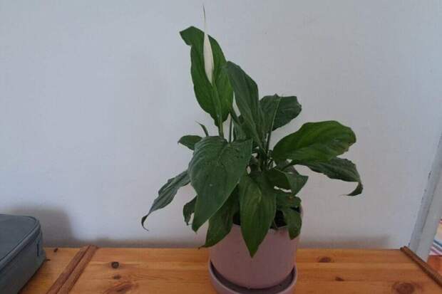 Спатифиллум с нуля за год: хитрости выращивания «женского счастья»