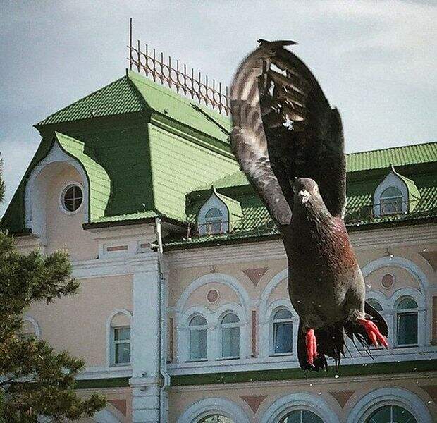 Подборка прикольных фото №1146 (98 фото)