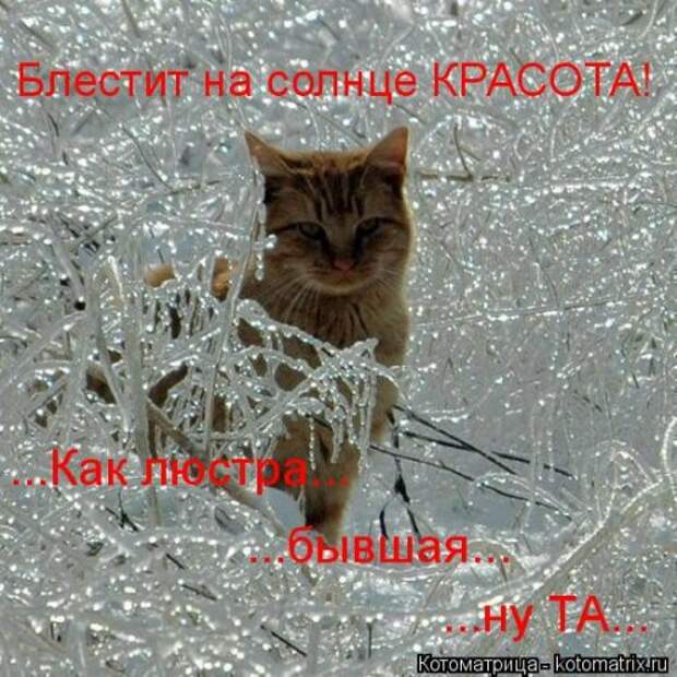 Свежая котоматрица на Бугаге (25 фото)