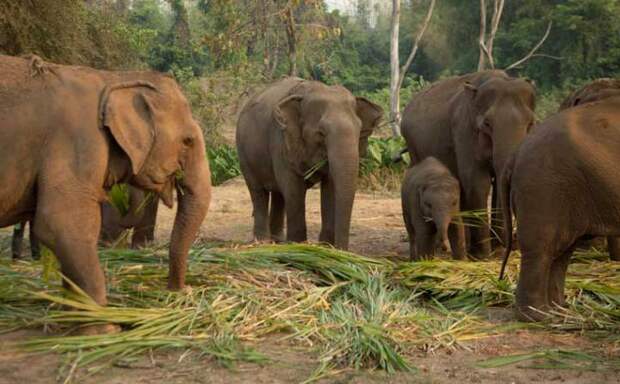 Посетите слоновий заповедник в Таиланде.