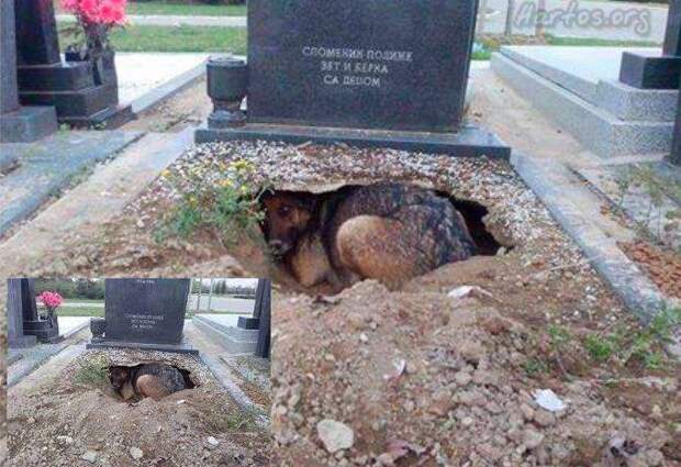 Эта собака осталась преданной своему хозяину даже после его смерти (1 фото)