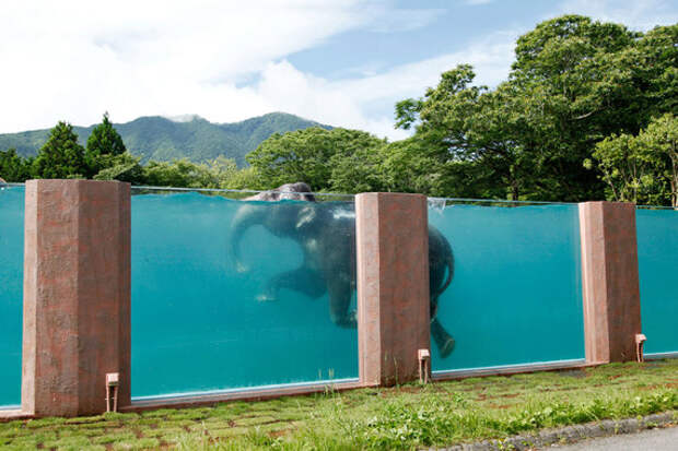 13 июля 2015 года. Слон плавает в 65-метровом бассейне у подножия горы Фудзияма в сафари-парке Susono, к юго-западу от Токио. Руководство парка хотело продемонстрировать малоизвестный в Японии факт, что слоны умеют плавать