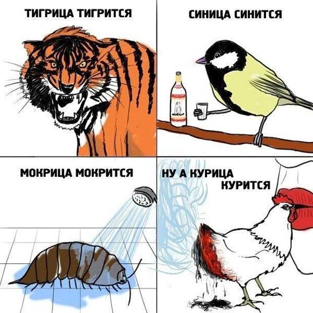 Прикольные картинки Прикольные картинки