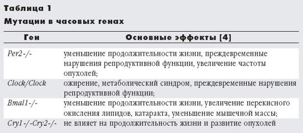Хронометр жизни. Отчего мы стареем