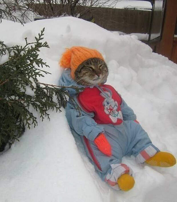 животные которые готовы к зиме 
