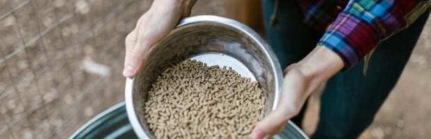 Завод по производству кормов для животных построят в Конаеве