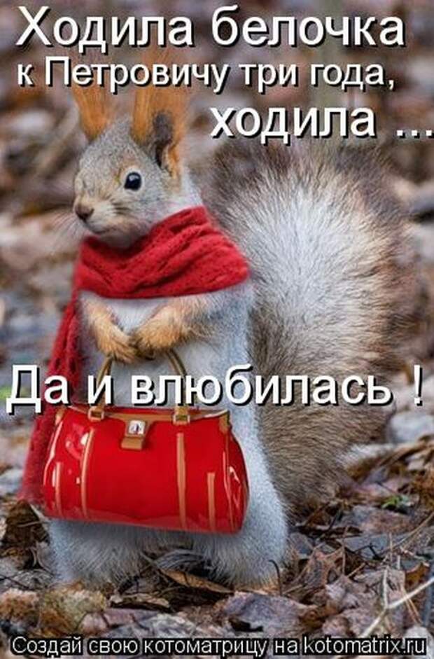 Котоматрицы (картинки с надписями)