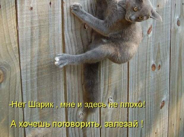 Котоматрица 12
