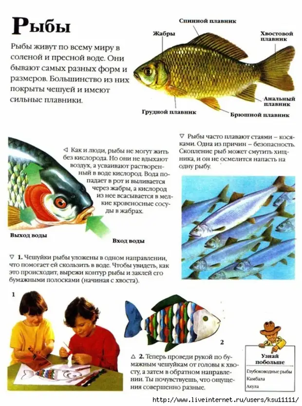 Рыбы детям дошкольного возраста
