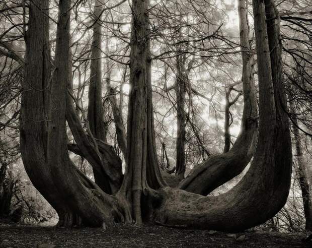 ancient-trees-beth-moon-14