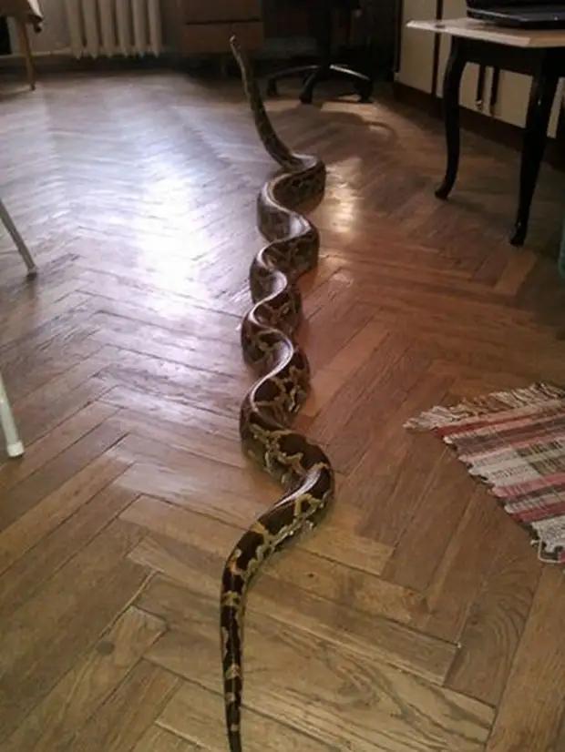 Купить змей спб. Змея в доме. Дом змейка. Змеи в квартире. Питон в квартире.