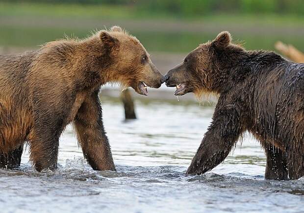 Encounter/n South Kamchatka Sanctuary<><>South Kamchatka Sanctuary; Kuril Lake; Kamchatka; bear; salmopn; spawning