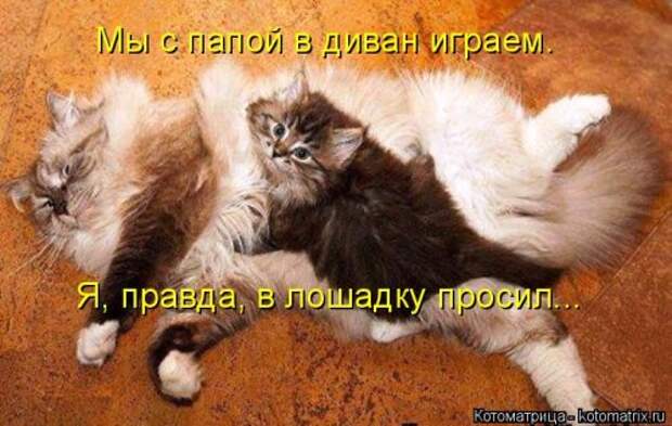 Новая котоматрица (32 фото)
