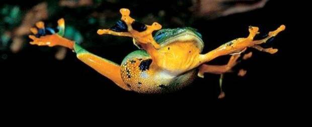 Яванская летающая лягушка (лат. Rhacophorus reinwardti) (англ. Reinwardt's Flying Frog)