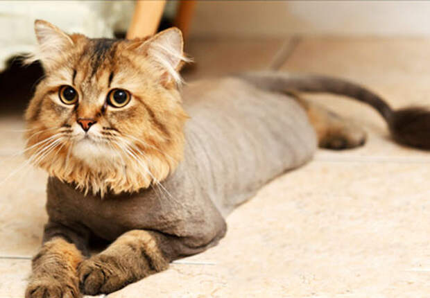 котики остриженные 
