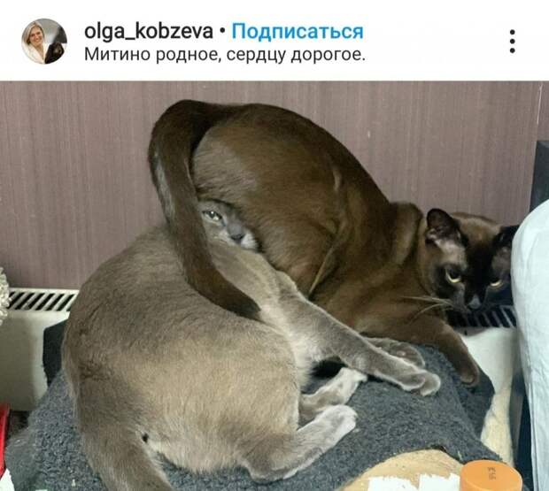 Фото дня: как правильно сидеть на шее