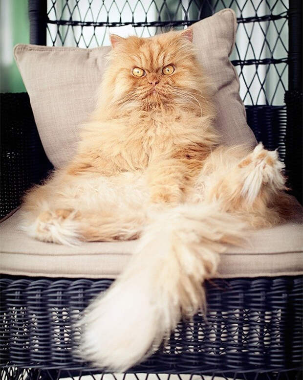 gincat
