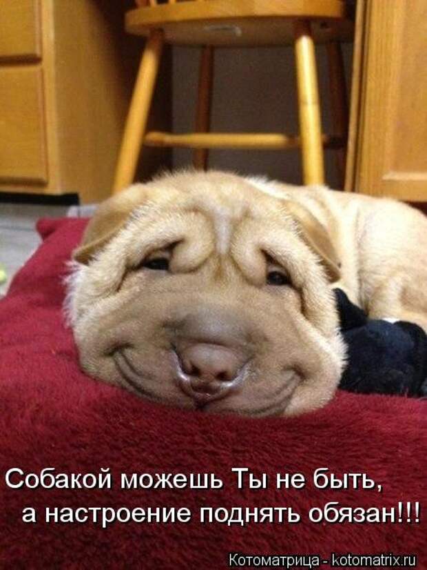 Новые крутые котоматрицы первой недели октября (50 фото) Новые крутые котоматрицы первой недели октября (50 фото)