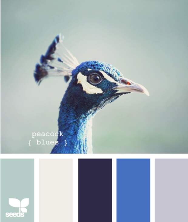 peacock blues