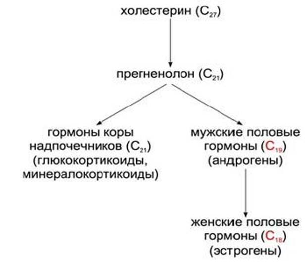 как появилась женщина