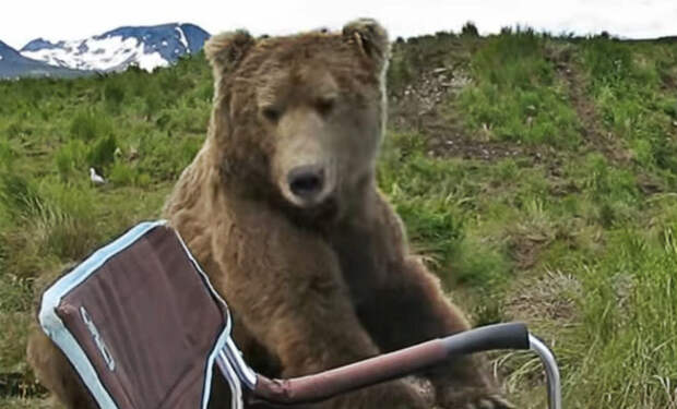 Медведь вышел из леса и сел рядом с рыбаком: мужчина незаметно достал телефон и стал снимать