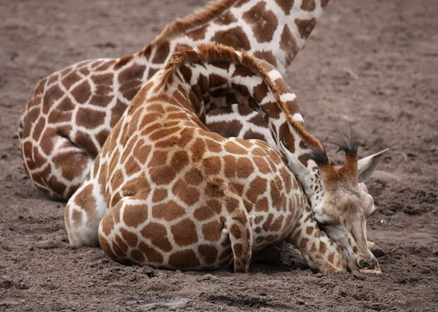 Как спят жирафы?