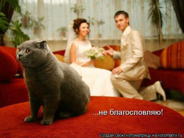 Котоматрицы (картинки с надписями)