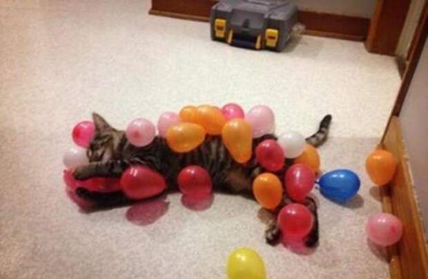 Забавные КОТОприколы (17 фото)
