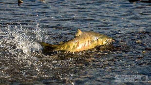Кто из рыб прыгает выше и дальше всех? Кета (Oncorhynchus keta), фото рыбы фотография