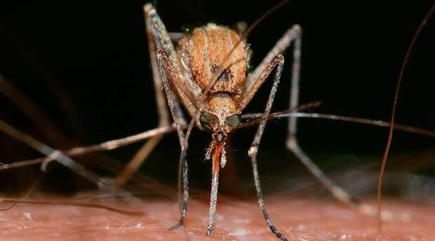 Какие насекомые смертельно опасные для человека — список, фото и описания